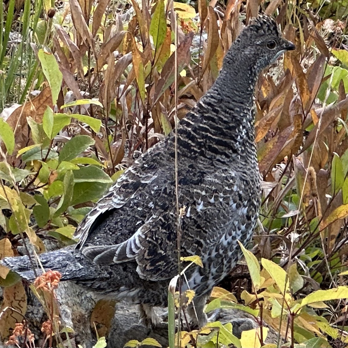 Dusky Grouse - ML609299568