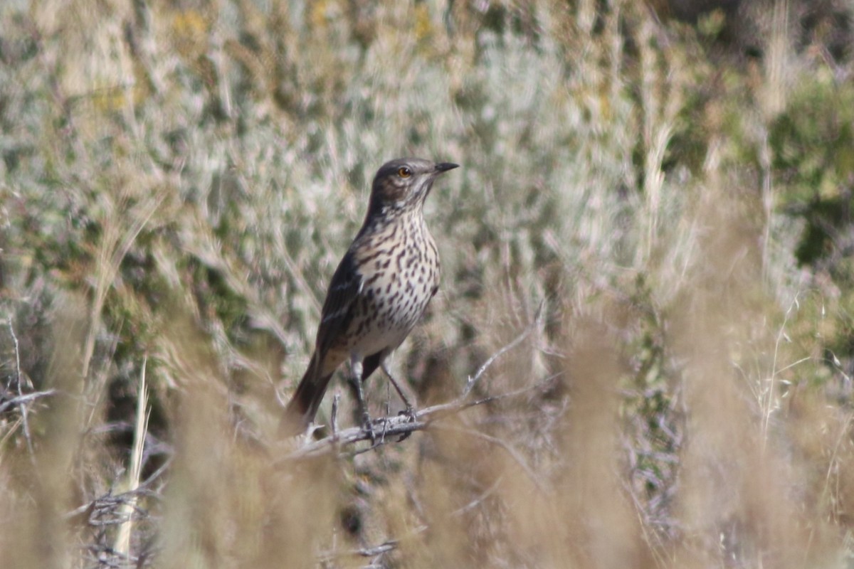 Sage Thrasher - ML609299585