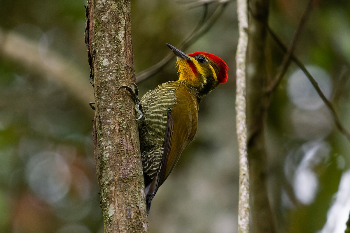White-browed Woodpecker - ML609299713