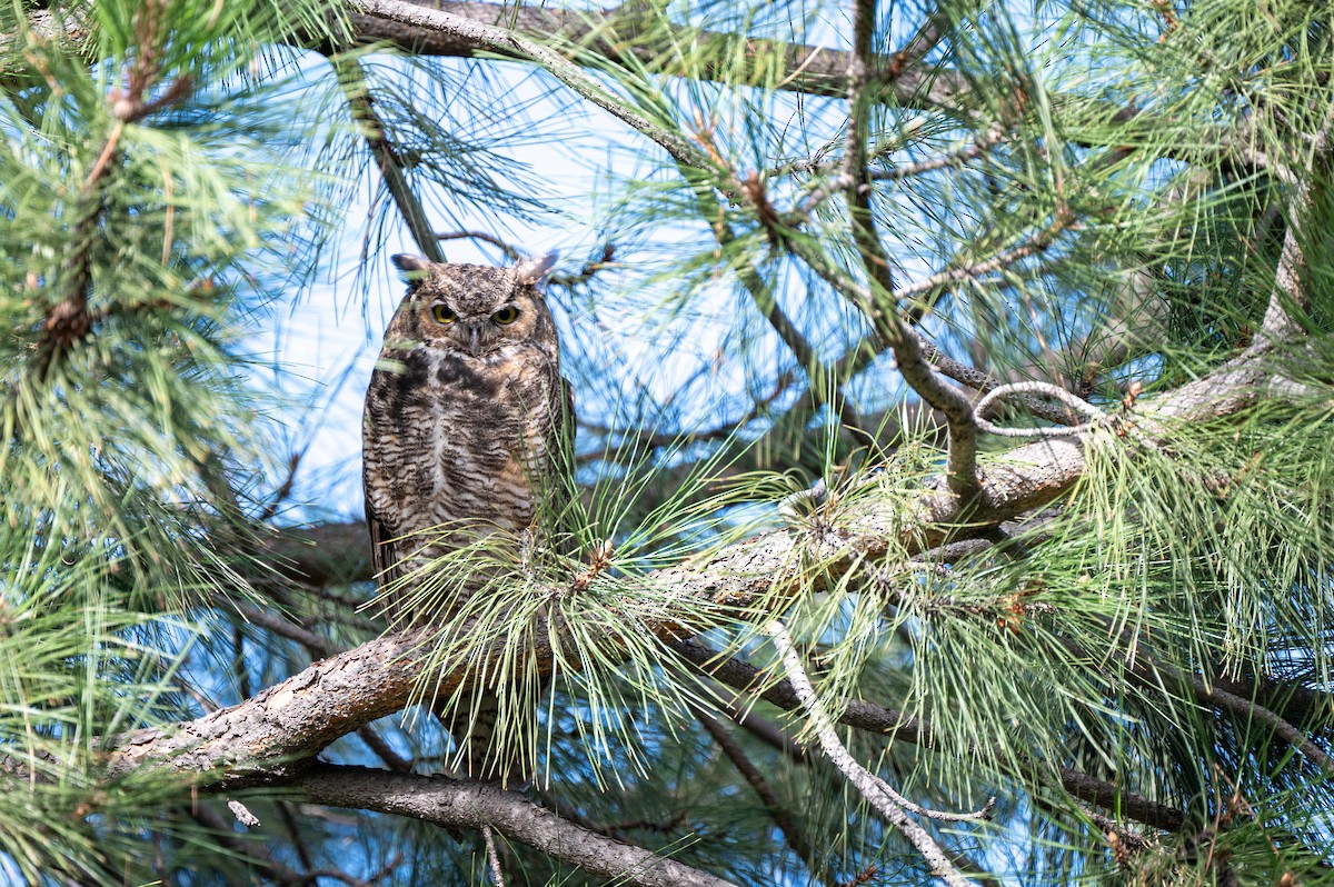 Great Horned Owl - Jonathan Haley