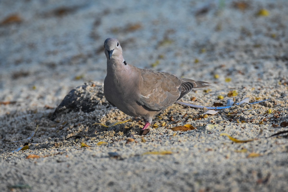 Eurasian Collared-Dove - ML609299745