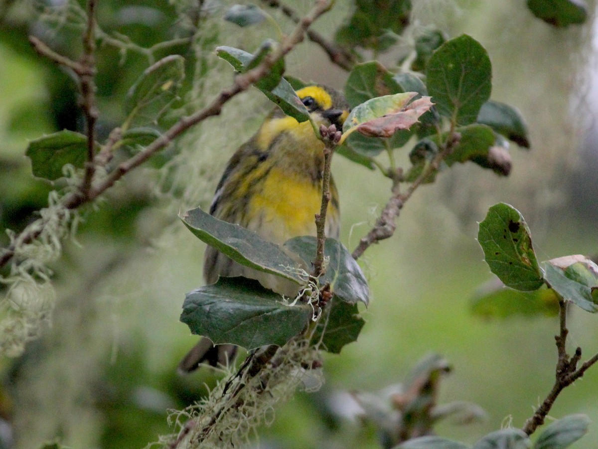 Townsend's Warbler - Emma Rosen