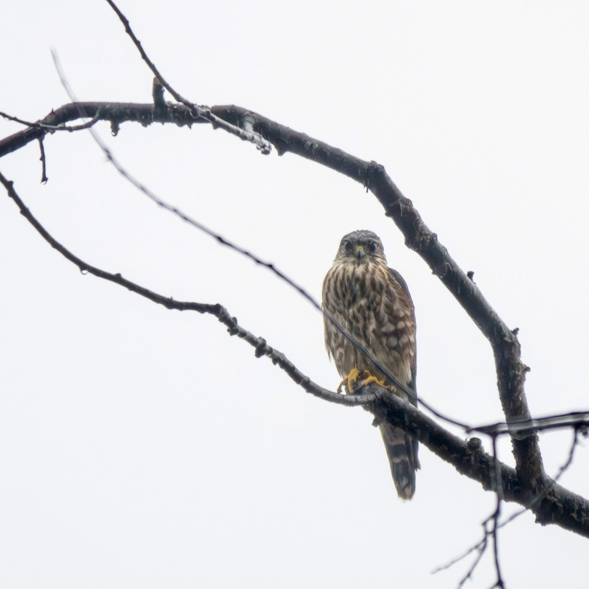 Merlin - ML609299811