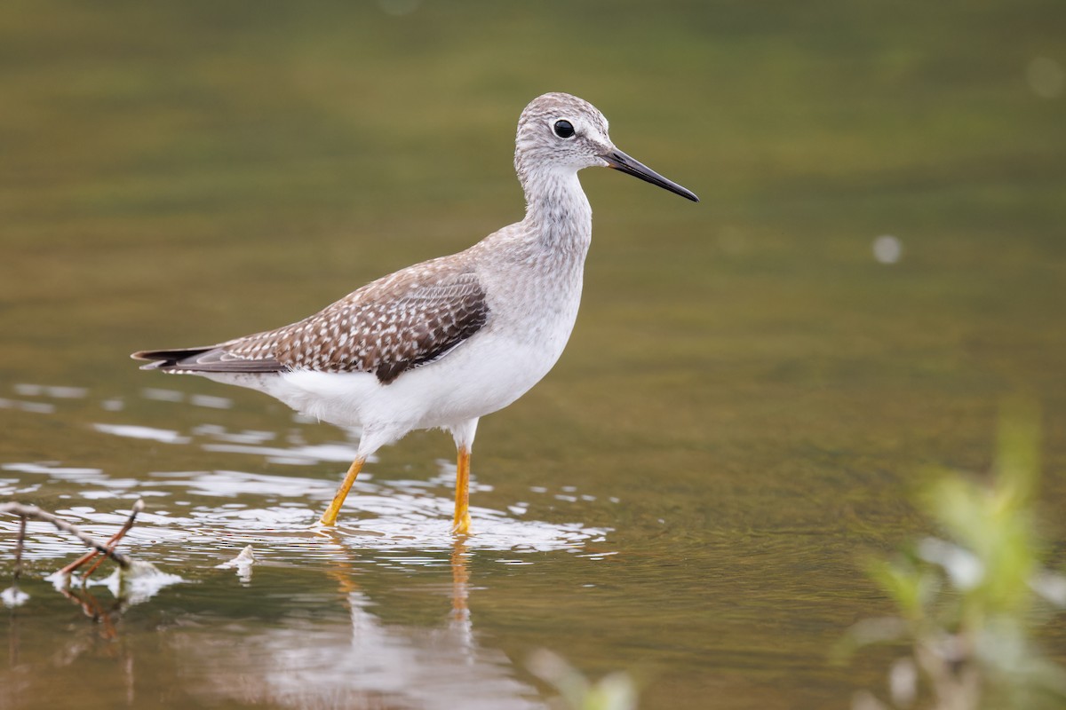 Lesser Yellowlegs - Michael Fogleman