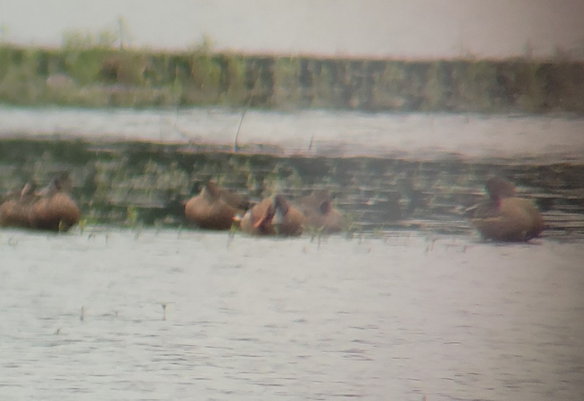 Northern Shoveler - ML609299982