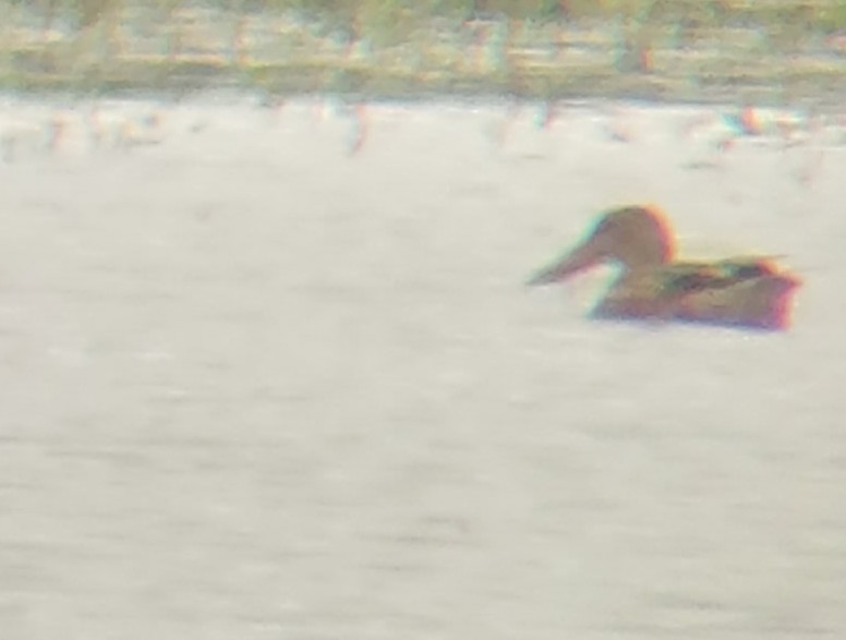 Northern Shoveler - ML609299983