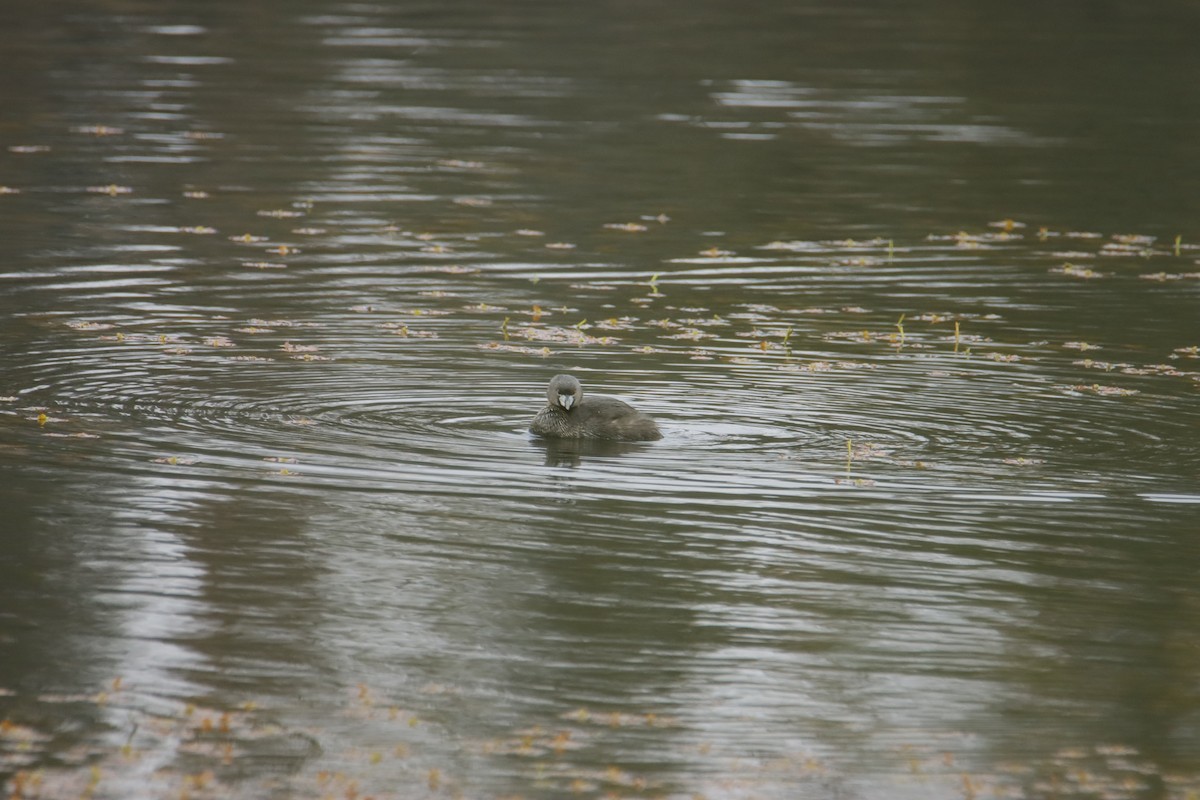 Pied-billed Grebe - ML609299991