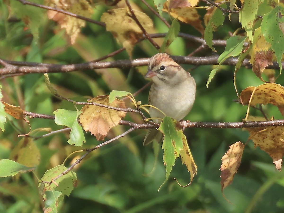 Chipping Sparrow - ML609300143