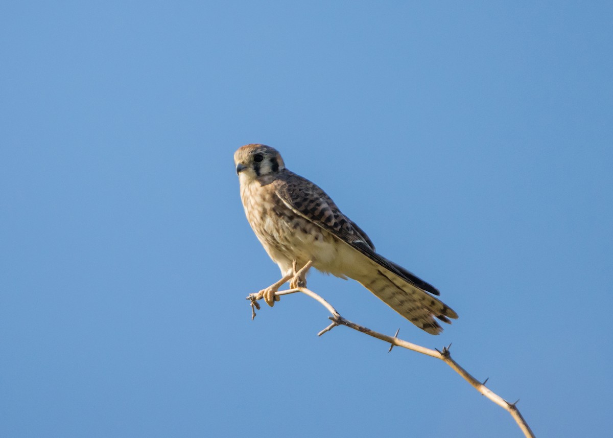 American Kestrel - Daniel Ward