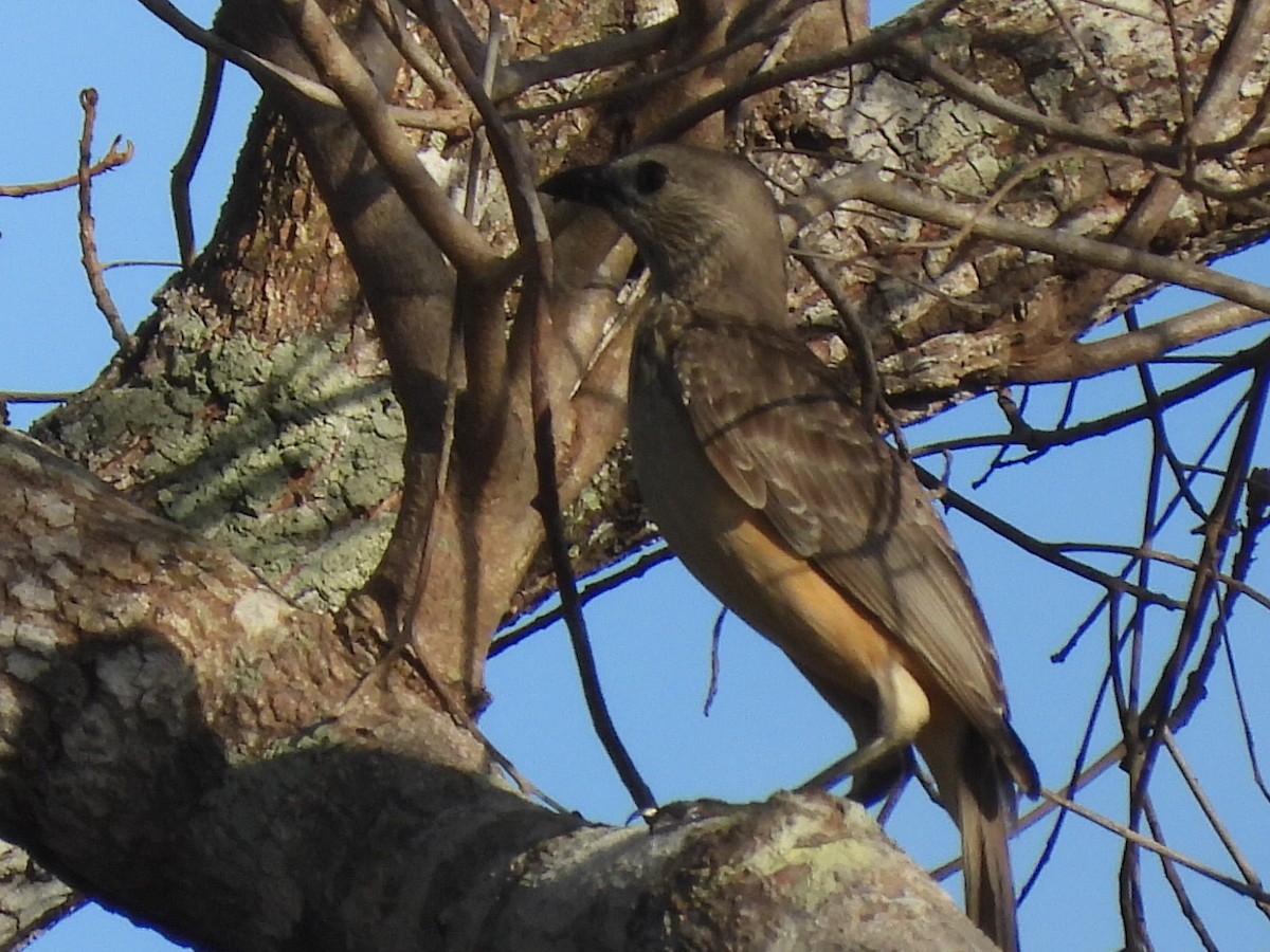 Fawn-breasted Bowerbird - Scott Fox