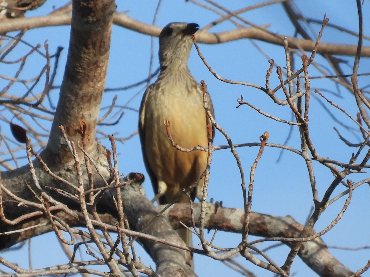 Fawn-breasted Bowerbird - Scott Fox