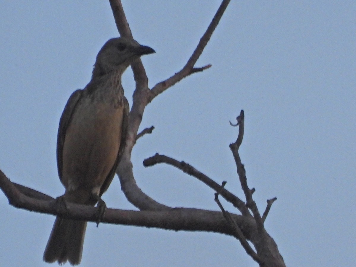 Fawn-breasted Bowerbird - Scott Fox