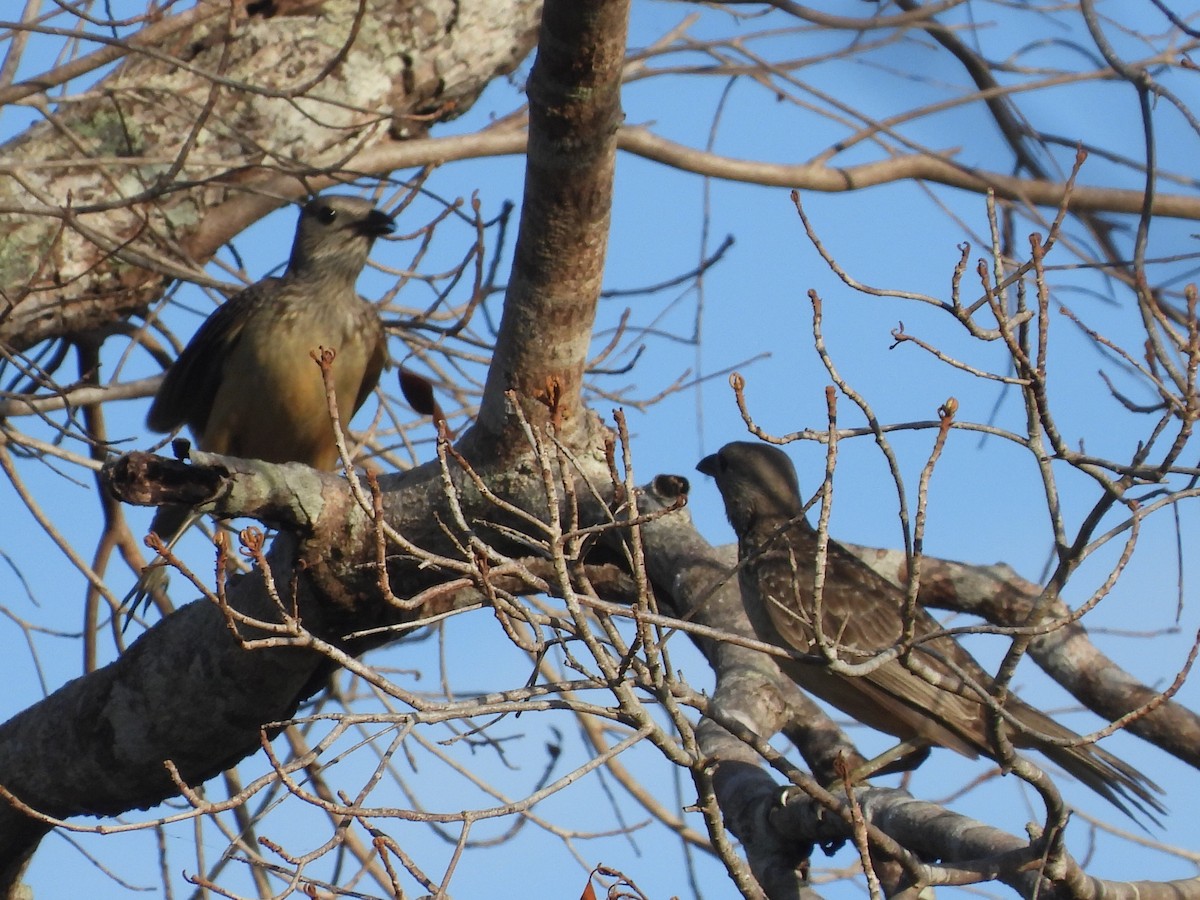 Fawn-breasted Bowerbird - Scott Fox