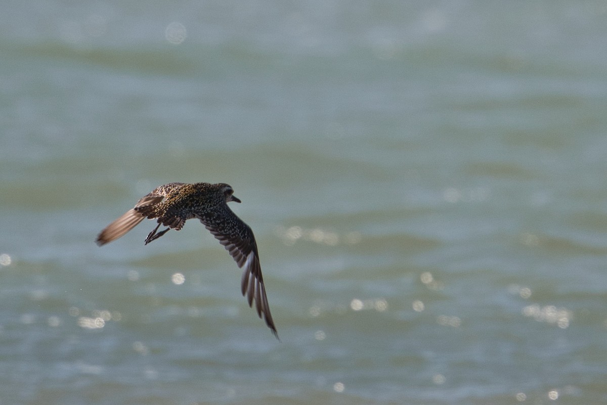 Pacific Golden-Plover - ML609300349