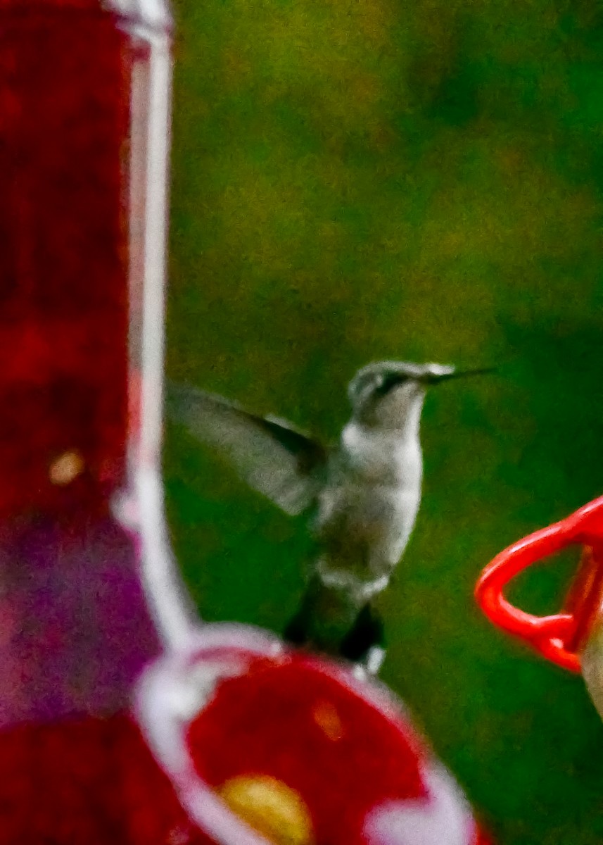 Ruby-throated Hummingbird - ML609300413