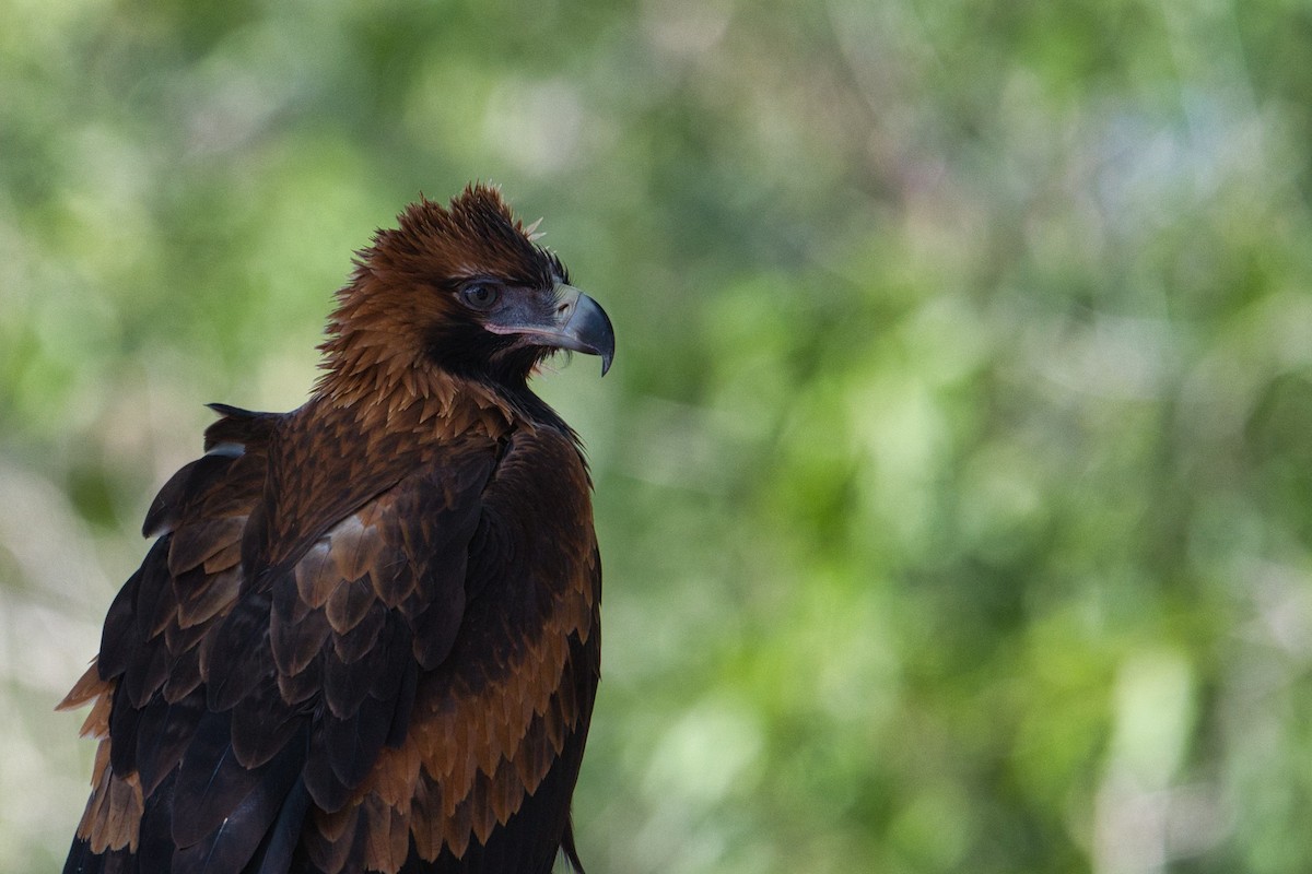 Wedge-tailed Eagle - Ben Adler