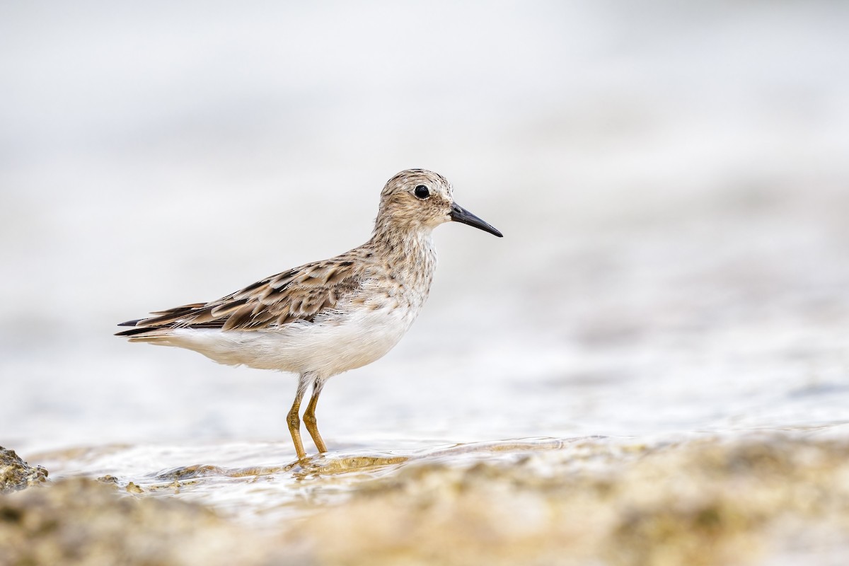 Least Sandpiper - Frédérick Lelièvre