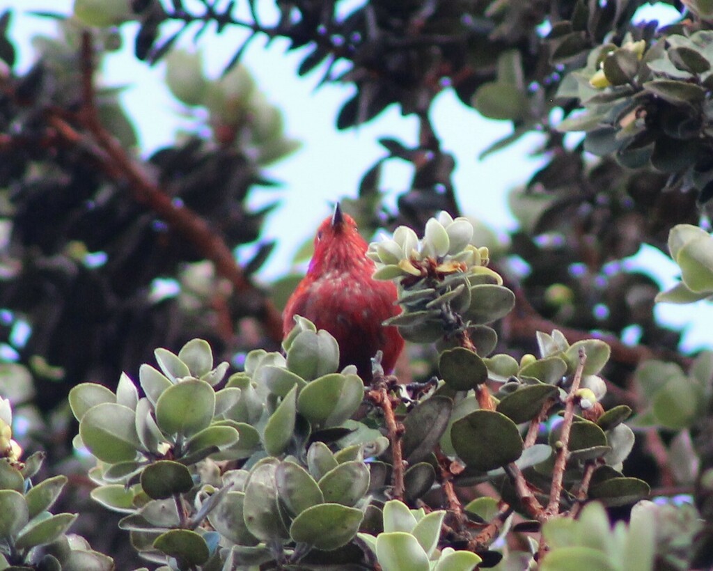 Apapanekleidervogel - ML609300484