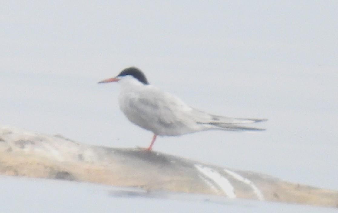 Common Tern - ML609300537