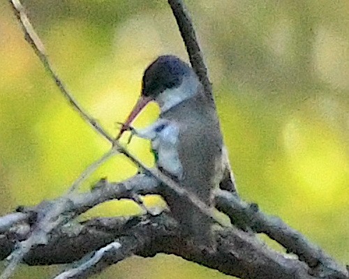 Violet-crowned Hummingbird - ML609300691
