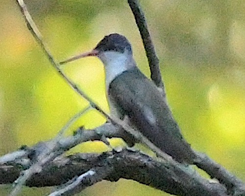 Violet-crowned Hummingbird - ML609300707