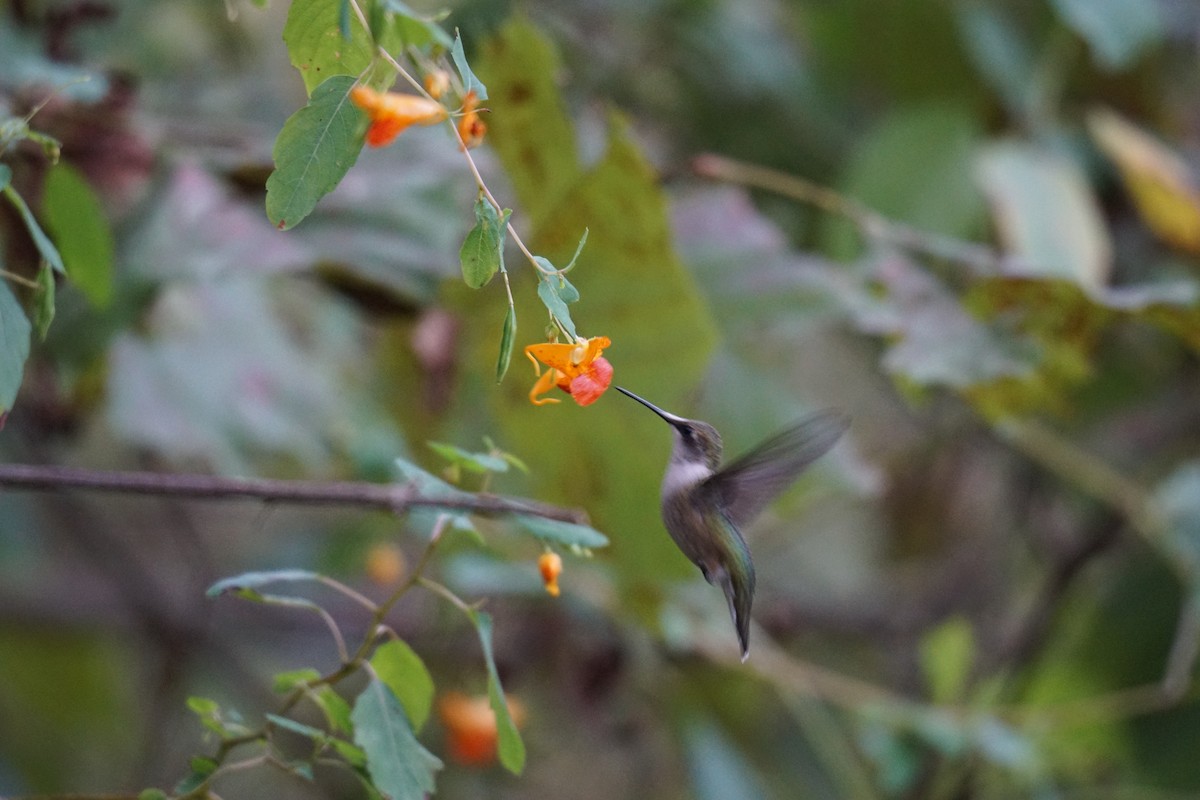 Ruby-throated Hummingbird - ML609300806