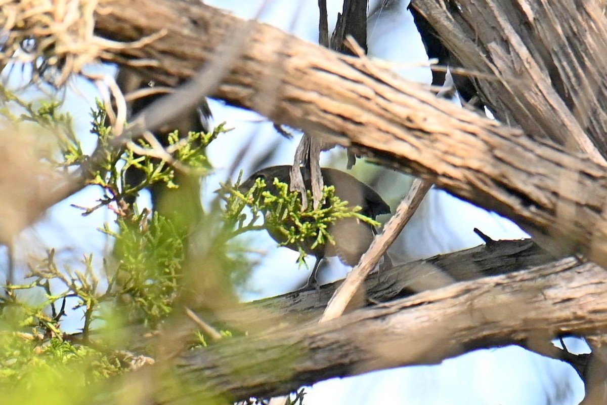 House Wren - ML609300831