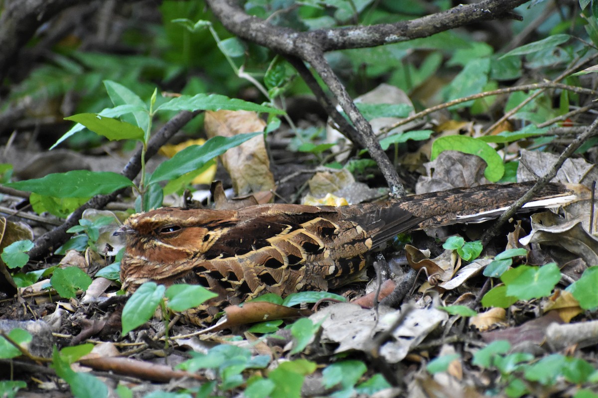 Pauraquenachtschwalbe - ML609300852