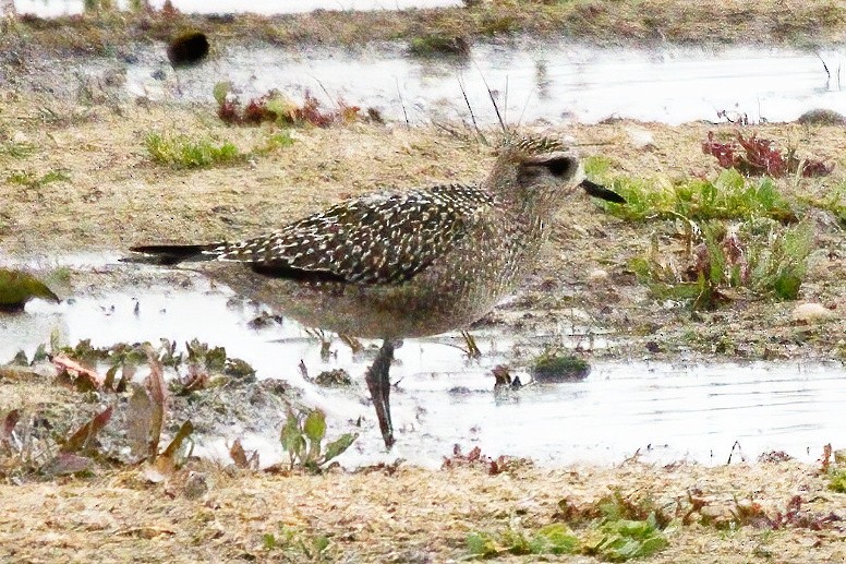 American Golden-Plover - ML609300954