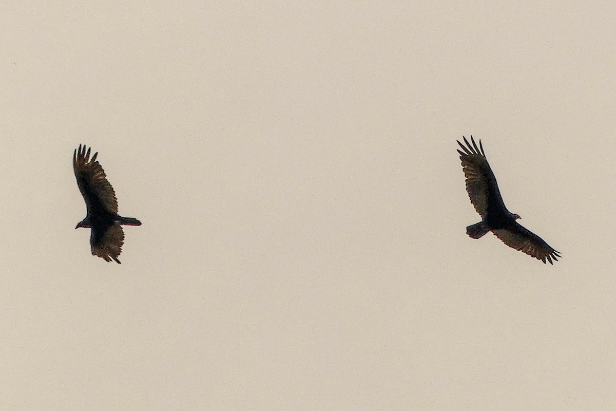 Turkey Vulture - ML609301001