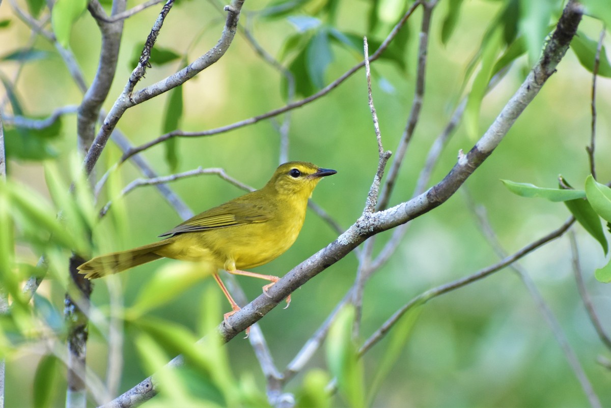 Gilbwaldsänger - ML609301010