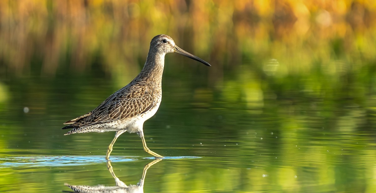 Kısa Gagalı Suçulluğu - ML609301051