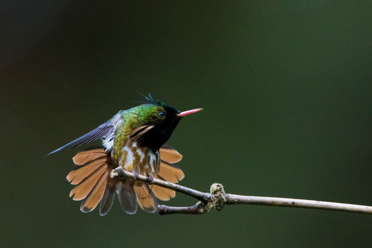 Black-crested Coquette - ML609301150