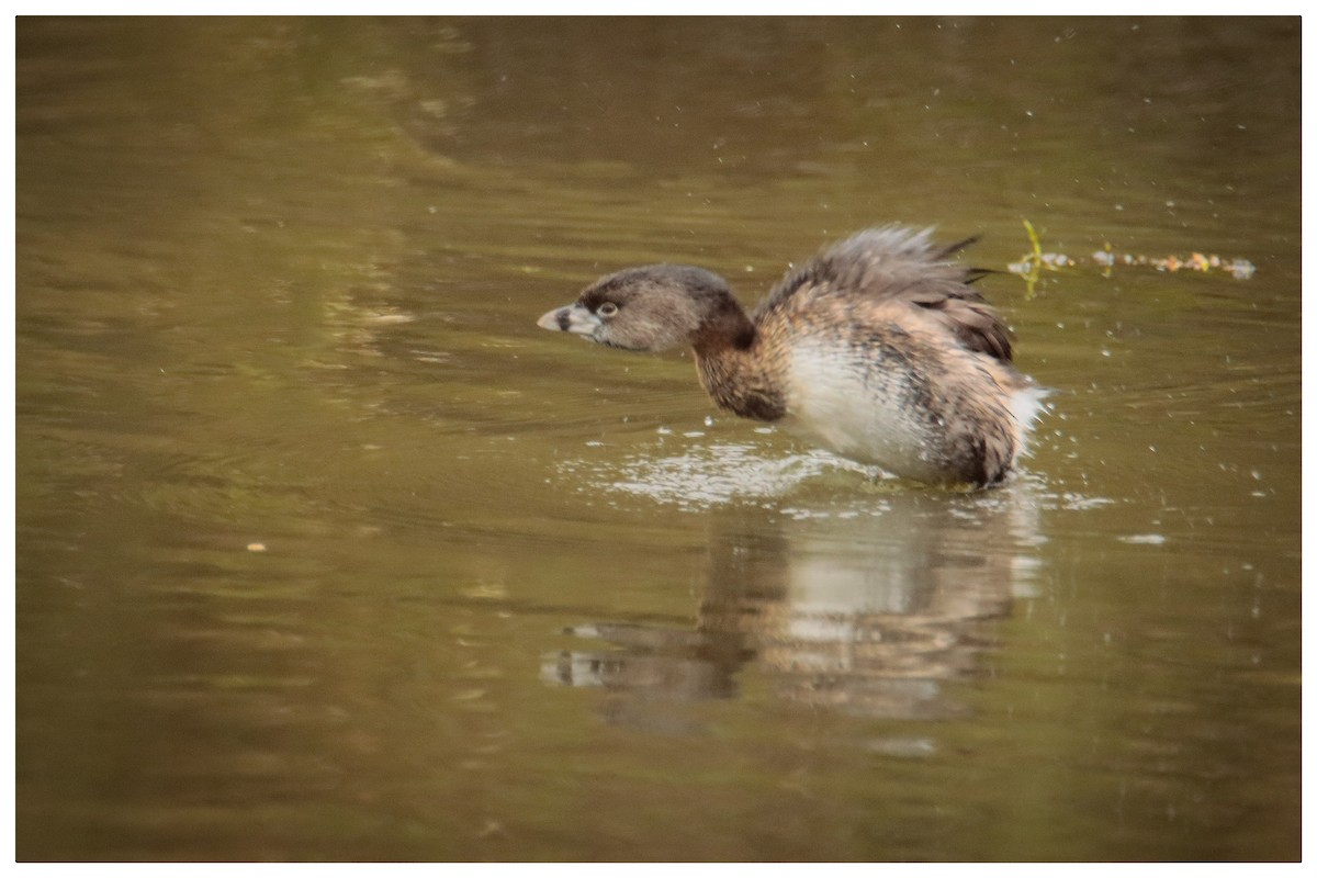 Pied-billed Grebe - ML609301182