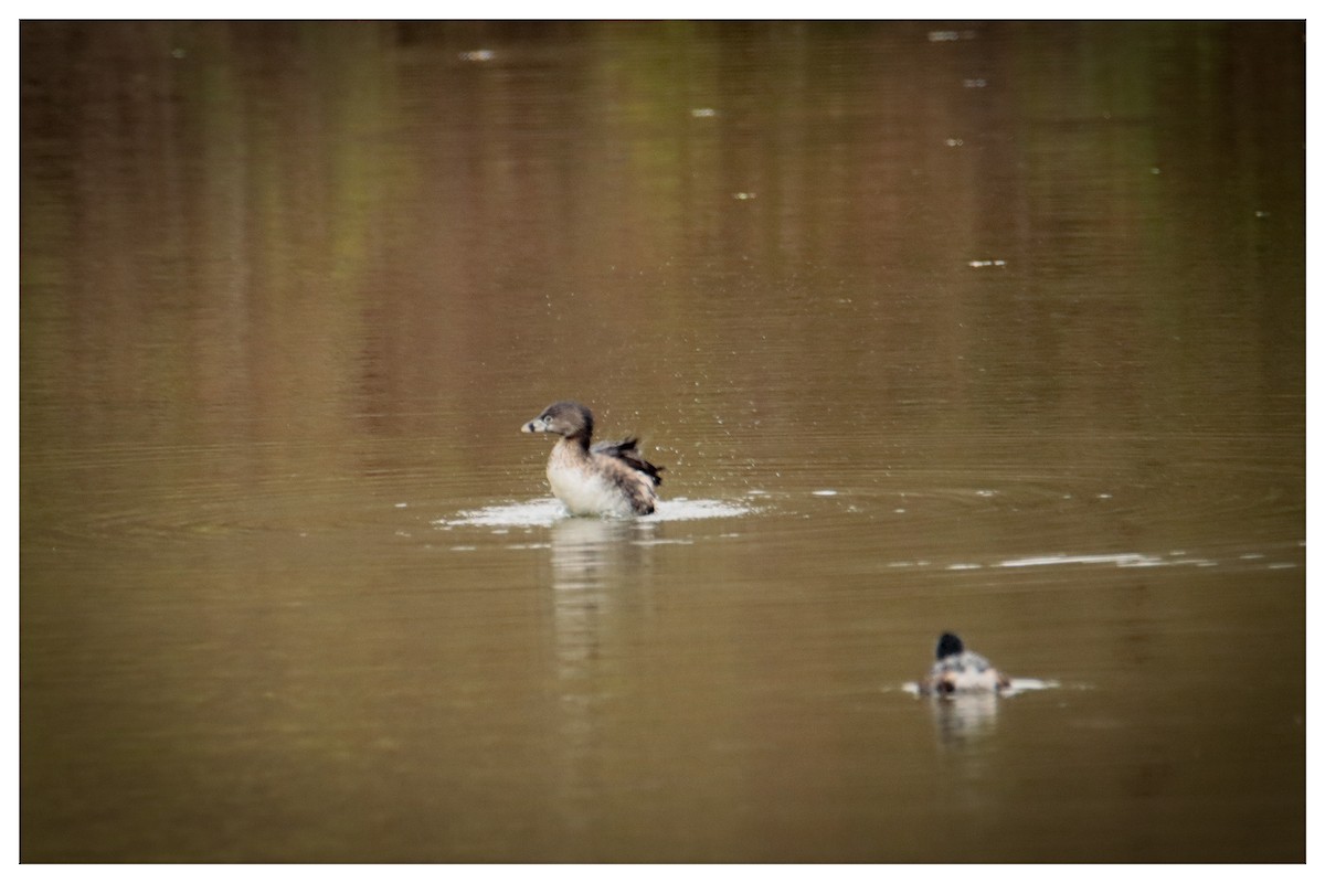 Pied-billed Grebe - ML609301184