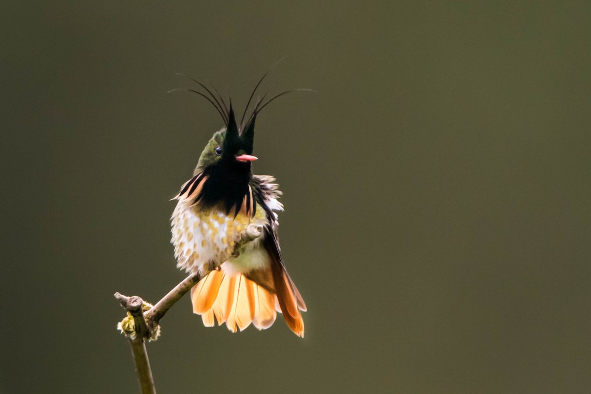 Black-crested Coquette - Claudia Brasileiro