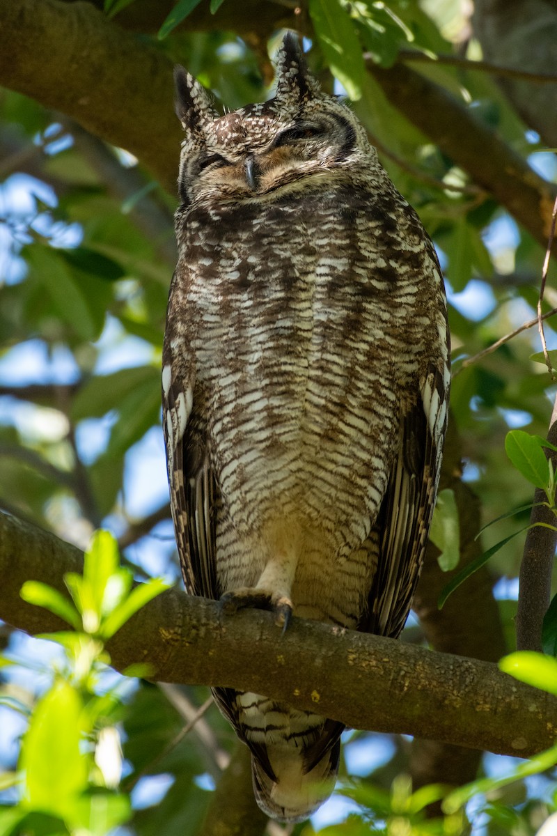 Spotted Eagle-Owl - ML609301194