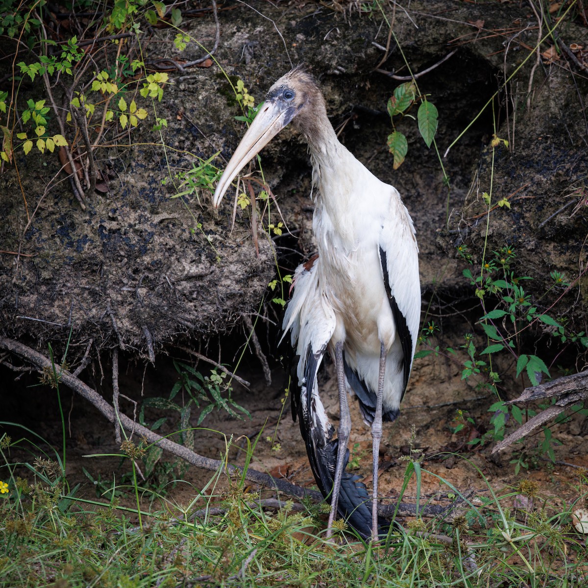 Wood Stork - ML609301205