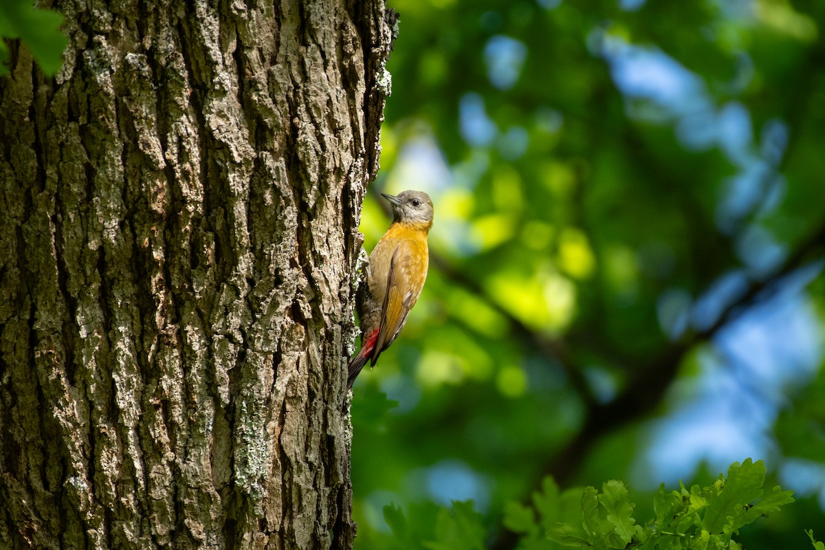 Olive Woodpecker - Jake Zadik