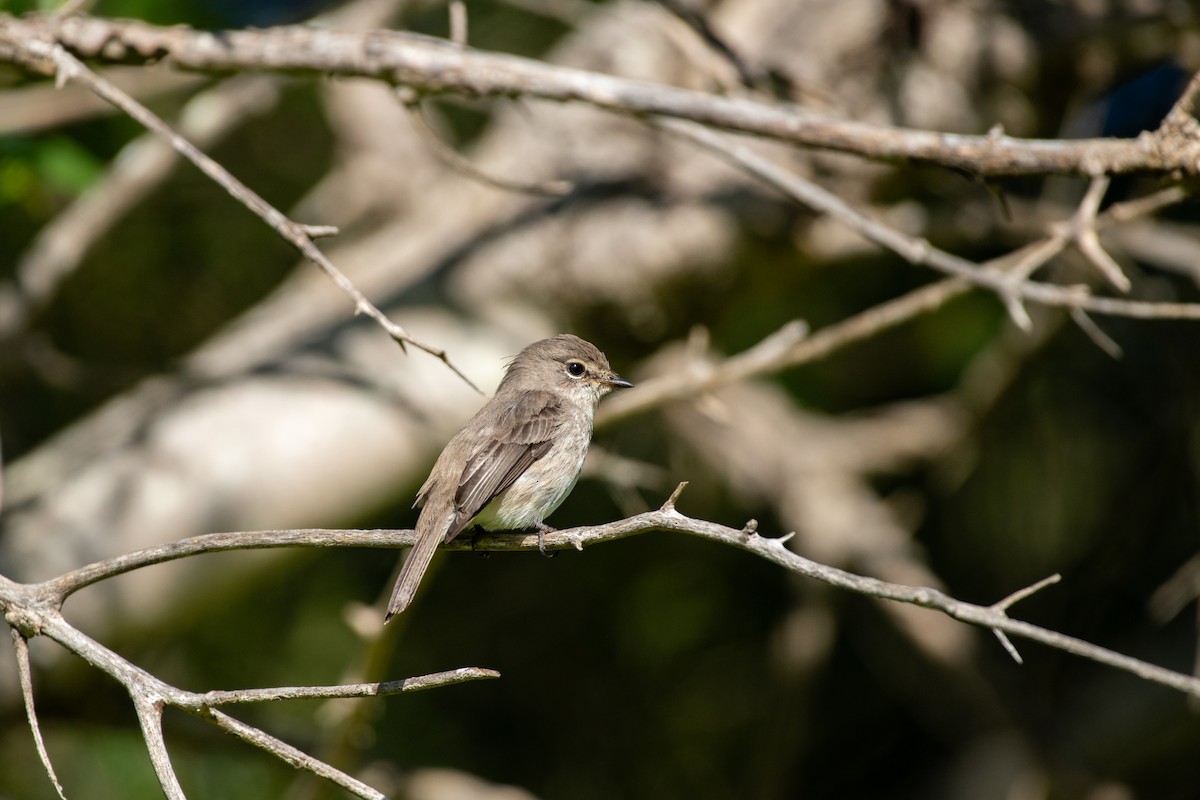 African Dusky Flycatcher - Jake Zadik