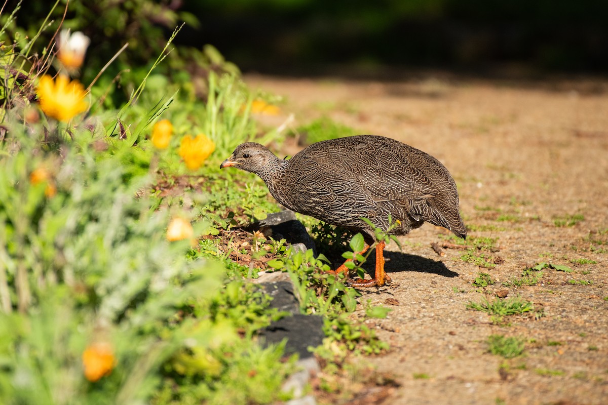 Cape Spurfowl - ML609301346