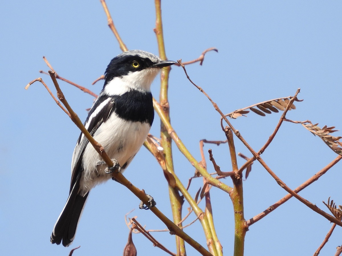 Pririt Batis - ML609301383