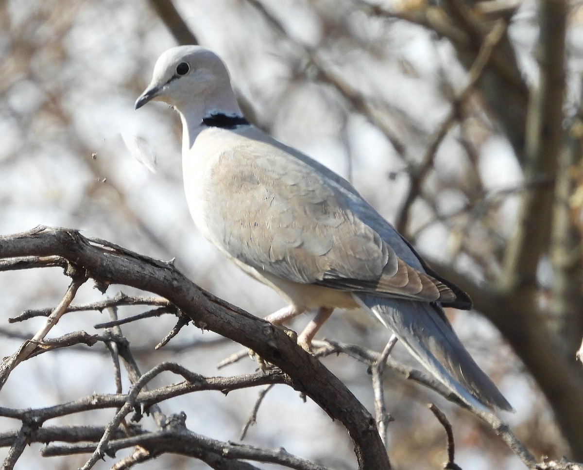 Ring-necked Dove - Marie Furnish