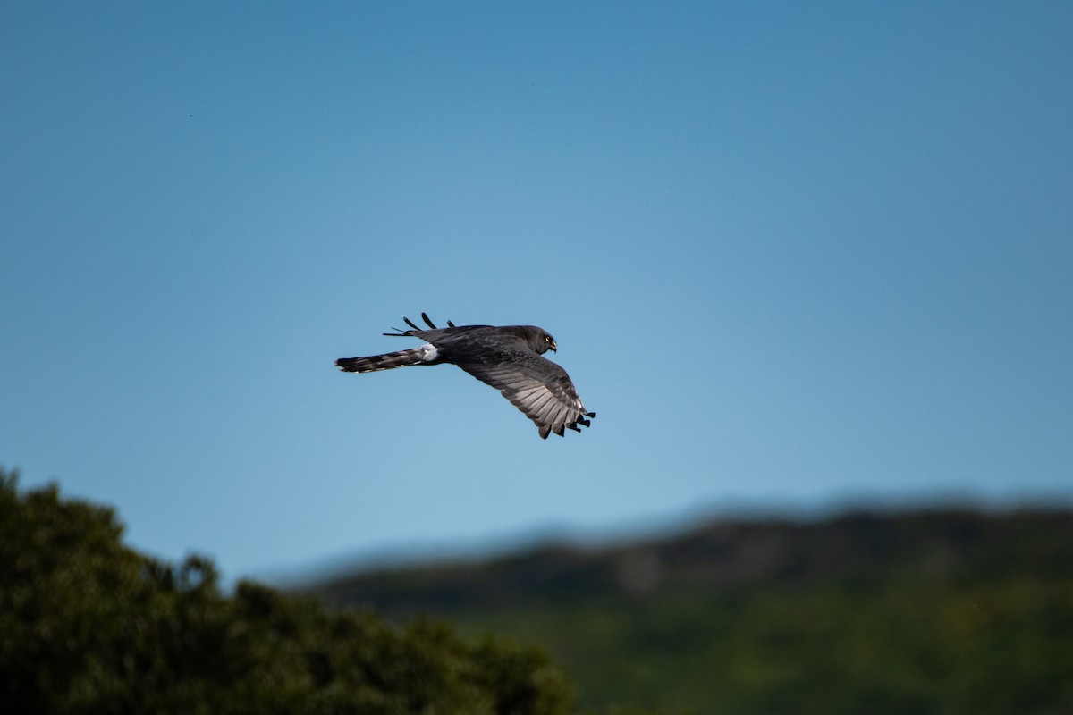 Black Harrier - ML609301498