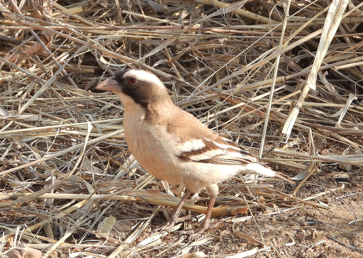 White-browed Sparrow-Weaver - ML609301503