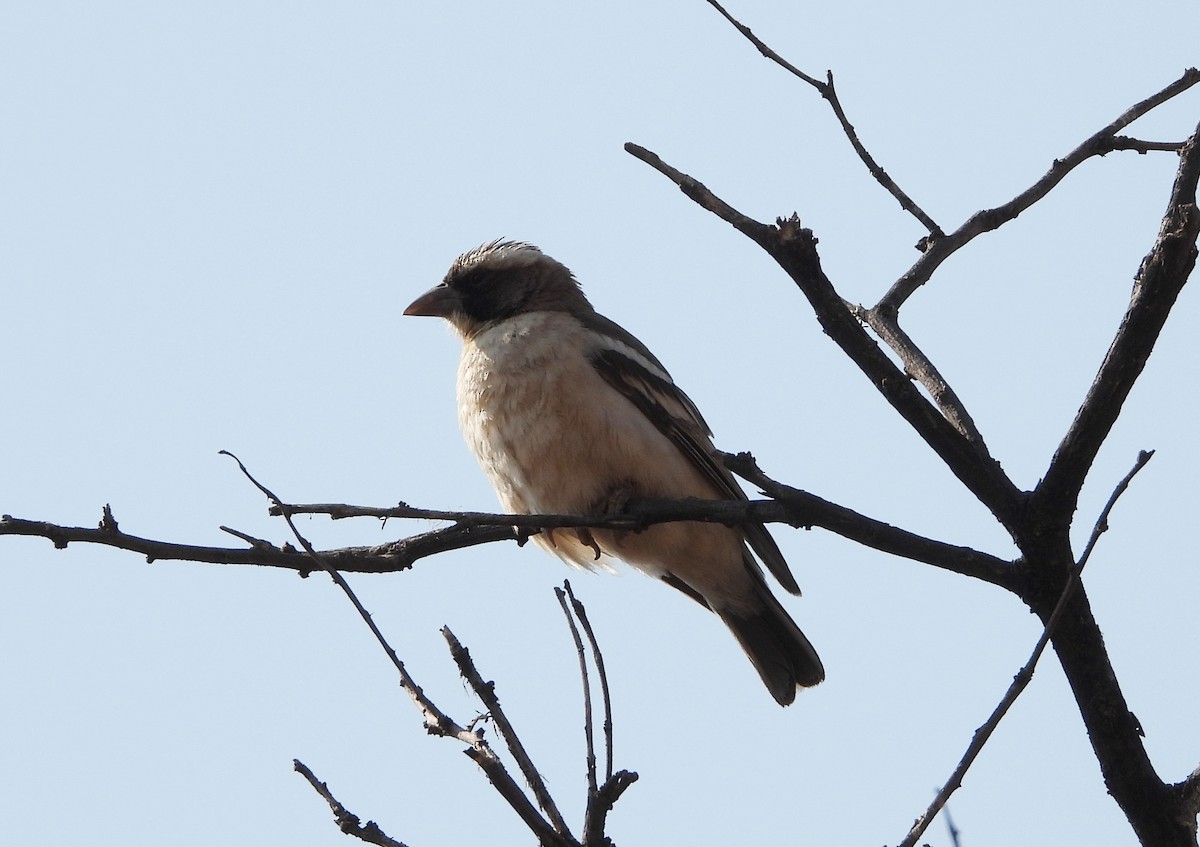 White-browed Sparrow-Weaver - ML609301504