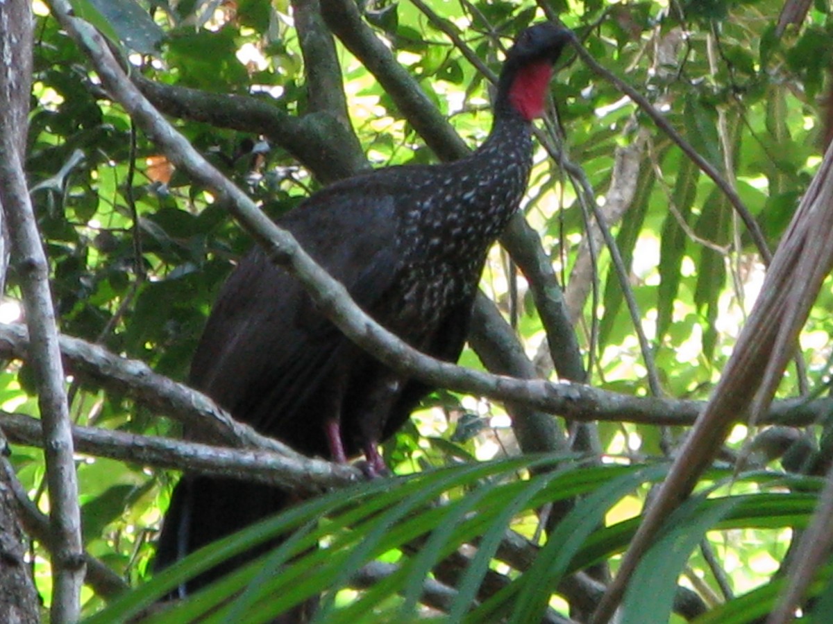 Crested Guan - Andrew Melnick