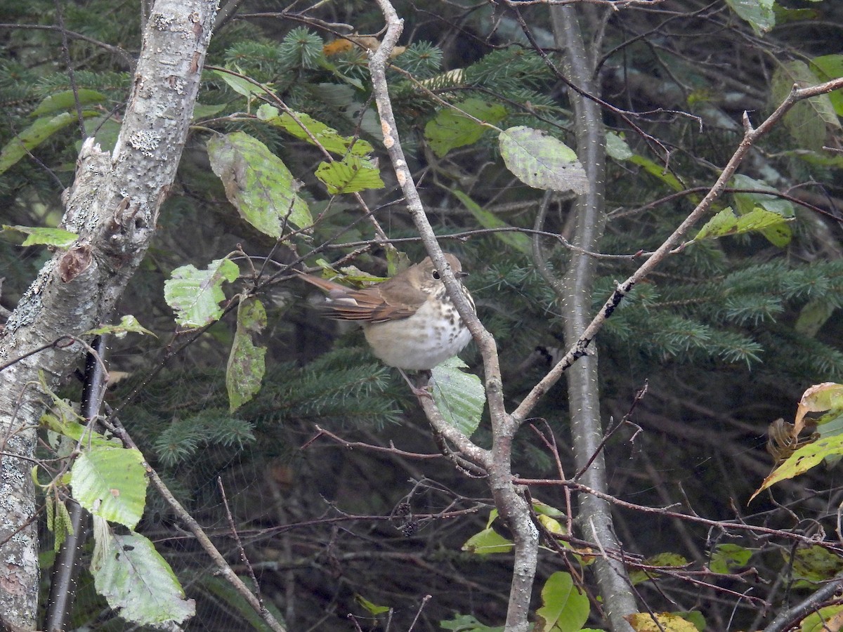 Hermit Thrush - ML609301546