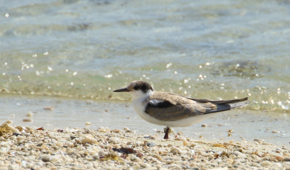 White-cheeked Tern - Mark Baker