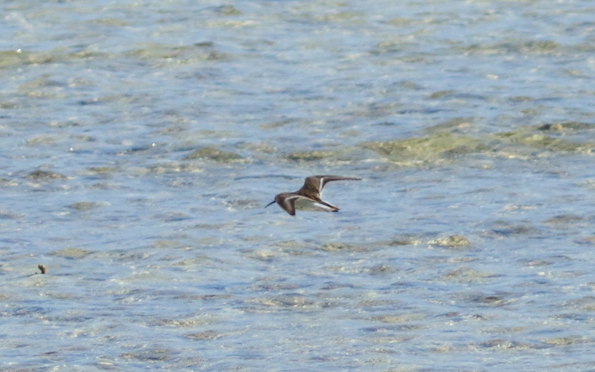 Dunlin - Mark Baker